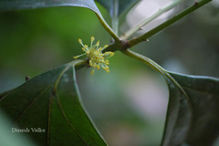 Neolitsea cassia